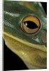 Litoria infrafrenata (white-lipped treefrog, giant treefrog) by Anonymous