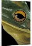Litoria infrafrenata (white-lipped treefrog, giant treefrog) by Anonymous