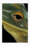 Litoria infrafrenata (white-lipped treefrog, giant treefrog) by Anonymous