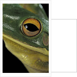 Litoria infrafrenata (white-lipped treefrog, giant treefrog) by Anonymous