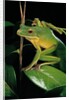 Litoria infrafrenata (white-lipped treefrog, giant treefrog) by Anonymous