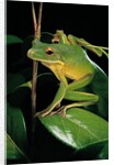 Litoria infrafrenata (white-lipped treefrog, giant treefrog) by Anonymous