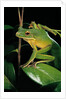 Litoria infrafrenata (white-lipped treefrog, giant treefrog) by Anonymous