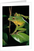 Litoria infrafrenata (white-lipped treefrog, giant treefrog) by Anonymous