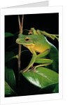 Litoria infrafrenata (white-lipped treefrog, giant treefrog) by Anonymous