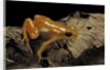 Mantella aurantiaca (golden mantella) by Anonymous