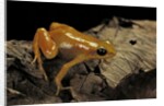Mantella aurantiaca (golden mantella) by Anonymous