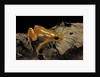 Mantella aurantiaca (golden mantella) by Anonymous