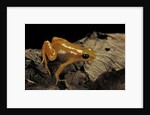 Mantella aurantiaca (golden mantella) by Anonymous