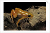 Mantella aurantiaca (golden mantella) by Anonymous