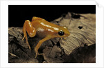 Mantella aurantiaca (golden mantella) by Anonymous