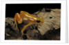 Mantella aurantiaca (golden mantella) by Anonymous