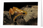 Mantella aurantiaca (golden mantella) by Anonymous