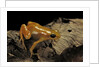 Mantella aurantiaca (golden mantella) by Anonymous