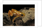 Mantella aurantiaca (golden mantella) by Anonymous