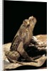 Megophrys longipes by Anonymous