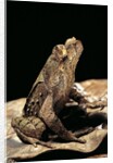 Megophrys longipes by Anonymous
