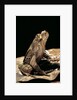 Megophrys longipes by Anonymous