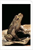 Megophrys longipes by Anonymous