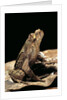 Megophrys longipes by Anonymous
