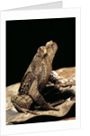 Megophrys longipes by Anonymous