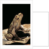 Megophrys longipes by Anonymous