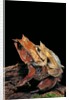 Megophrys nasuta (Malayan horned frog, long-nosed horned frog, Malayan leaf frog) - mating by Anonymous