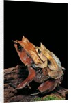 Megophrys nasuta (Malayan horned frog, long-nosed horned frog, Malayan leaf frog) - mating by Anonymous