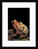 Megophrys nasuta (Malayan horned frog, long-nosed horned frog, Malayan leaf frog) - mating by Anonymous