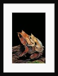 Megophrys nasuta (Malayan horned frog, long-nosed horned frog, Malayan leaf frog) - mating by Anonymous