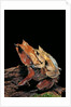 Megophrys nasuta (Malayan horned frog, long-nosed horned frog, Malayan leaf frog) - mating by Anonymous