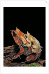 Megophrys nasuta (Malayan horned frog, long-nosed horned frog, Malayan leaf frog) - mating by Anonymous
