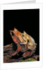 Megophrys nasuta (Malayan horned frog, long-nosed horned frog, Malayan leaf frog) - mating by Anonymous