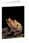 Megophrys nasuta (Malayan horned frog, long-nosed horned frog, Malayan leaf frog) - mating by Anonymous