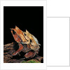 Megophrys nasuta (Malayan horned frog, long-nosed horned frog, Malayan leaf frog) - mating by Anonymous