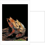 Megophrys nasuta (Malayan horned frog, long-nosed horned frog, Malayan leaf frog) - mating by Anonymous