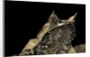 Megophrys nasuta (Malayan horned frog, long-nosed horned frog, Malayan leaf frog) by Anonymous