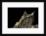 Megophrys nasuta (Malayan horned frog, long-nosed horned frog, Malayan leaf frog) by Anonymous