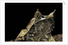 Megophrys nasuta (Malayan horned frog, long-nosed horned frog, Malayan leaf frog) by Anonymous