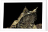 Megophrys nasuta (Malayan horned frog, long-nosed horned frog, Malayan leaf frog) by Anonymous