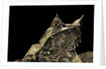 Megophrys nasuta (Malayan horned frog, long-nosed horned frog, Malayan leaf frog) by Anonymous