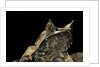Megophrys nasuta (Malayan horned frog, long-nosed horned frog, Malayan leaf frog) by Anonymous