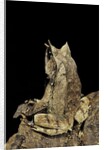 Megophrys nasuta (Malayan horned frog, long-nosed horned frog, Malayan leaf frog) by Anonymous