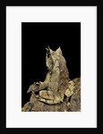Megophrys nasuta (Malayan horned frog, long-nosed horned frog, Malayan leaf frog) by Anonymous