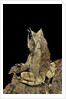 Megophrys nasuta (Malayan horned frog, long-nosed horned frog, Malayan leaf frog) by Anonymous