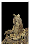 Megophrys nasuta (Malayan horned frog, long-nosed horned frog, Malayan leaf frog) by Anonymous
