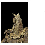 Megophrys nasuta (Malayan horned frog, long-nosed horned frog, Malayan leaf frog) by Anonymous