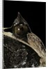 Megophrys nasuta (Malayan horned frog, long-nosed horned frog, Malayan leaf frog) by Anonymous