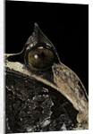 Megophrys nasuta (Malayan horned frog, long-nosed horned frog, Malayan leaf frog) by Anonymous