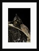 Megophrys nasuta (Malayan horned frog, long-nosed horned frog, Malayan leaf frog) by Anonymous